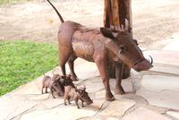brave Warzenschweine, schön aufgereiht! &ndash; &copy; Susanne Schirmann (Eberhardt TRAVEL)