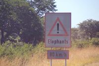 Wieso dürfen die Elefanten 80 Km/h schnell laufen? :) und wir? &ndash; &copy; Susanne Schirmann (Eberhardt TRAVEL)