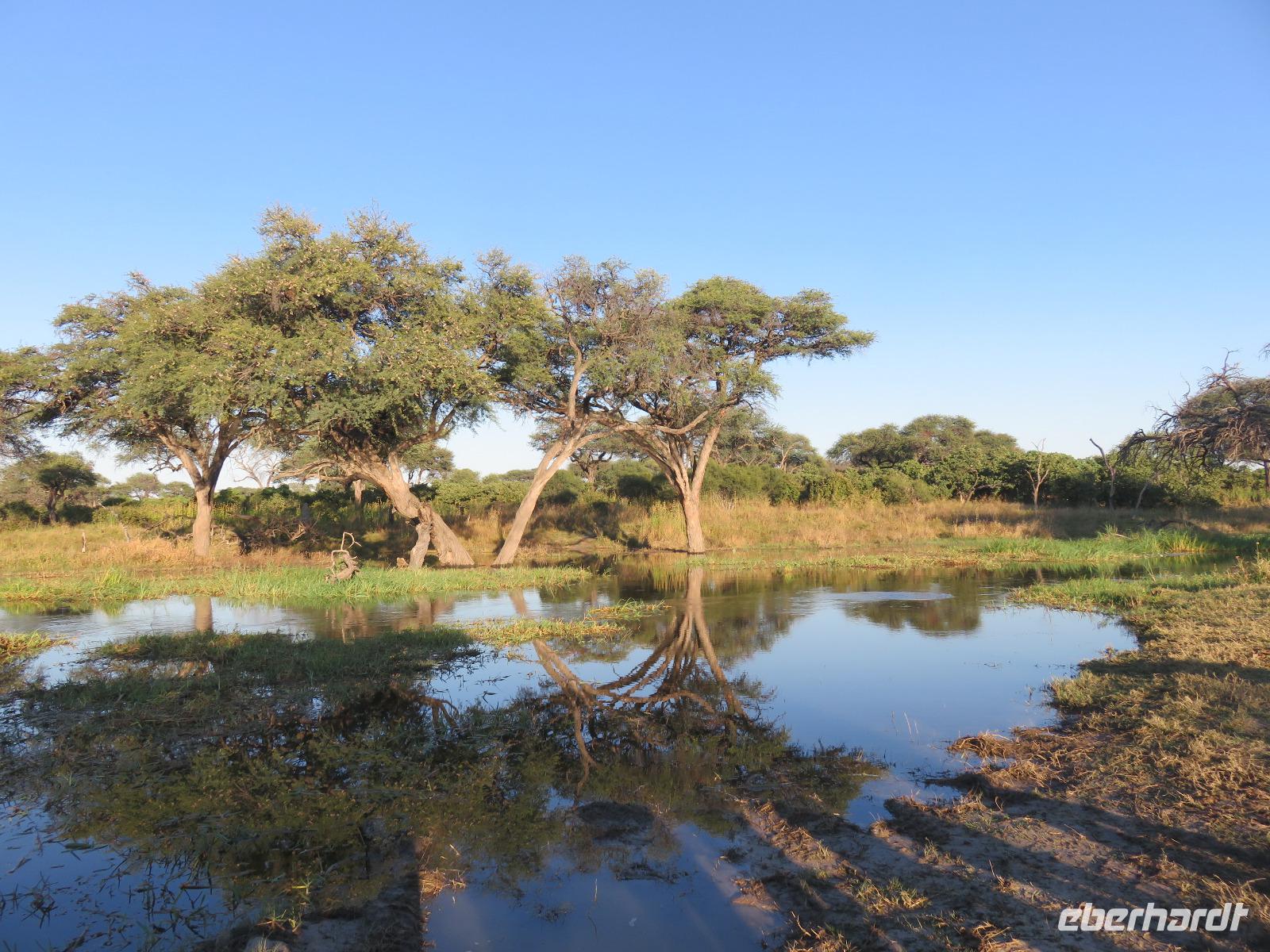 Mogotlho Safari Lodge - Busch-Spaziergang &ndash; &copy; Annette Weise (Eberhardt TRAVEL)