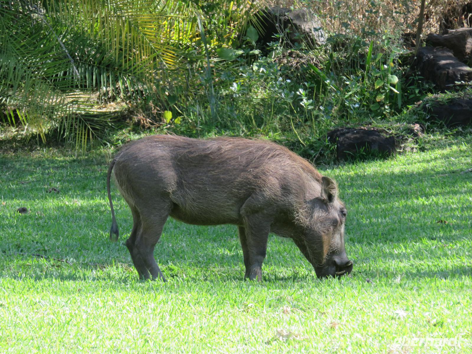Vic Falls - A'Zambesi Lodge - Warzenschwein &ndash; &copy; Annette Weise (Eberhardt TRAVEL)