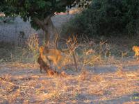 Pirschfahrt im Chobe Nationalpark - Pavian &ndash; &copy; Annette Weise (Eberhardt TRAVEL)
