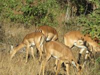 Pirschfahrt im Chobe Nationalpark - Impalas &ndash; &copy; Annette Weise (Eberhardt TRAVEL)