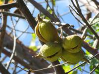 Kasane - Früchte des Baobab-Baums &ndash; &copy; Annette Weise (Eberhardt TRAVEL)