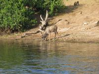 Bootsfahrt auf dem Chobe-River - Kudu &ndash; &copy; Annette Weise (Eberhardt TRAVEL)