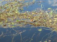 Bootsfahrt auf dem Chobe-River - Wasserhuhn &ndash; &copy; Annette Weise (Eberhardt TRAVEL)