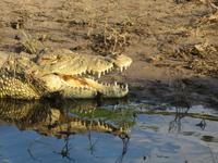 Bootsfahrt auf dem Chobe-River - Krokodil &ndash; &copy; Annette Weise (Eberhardt TRAVEL)