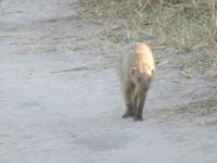 Fahrt durch den Chobe-Nationalpark zum Moremi-Park -  Zebramangusten &ndash; &copy; Annette Weise (Eberhardt TRAVEL)