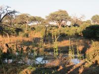Mogotlho Safari Lodge - Busch-Spaziergang &ndash; &copy; Annette Weise (Eberhardt TRAVEL)