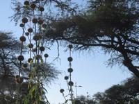 Mogotlho Safari Lodge - Busch-Spaziergang - Buschmanns-Hasch &ndash; &copy; Annette Weise (Eberhardt TRAVEL)