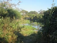 Mogotlho Safari Lodge - Busch-Spaziergang &ndash; &copy; Annette Weise (Eberhardt TRAVEL)