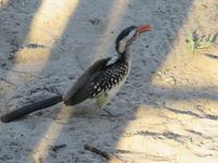 Mogotlho Safari Lodge - Rotschnabel Toko &ndash; &copy; Annette Weise (Eberhardt TRAVEL)