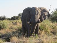 Fahrt nach Maun -