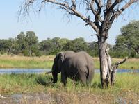 Fahrt nach Maun &ndash; &copy; Annette Weise (Eberhardt TRAVEL)