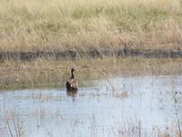 Fahrt nach Maun - Pirschfahrt im Moremi Reservat  - Nilgans &ndash; &copy; Annette Weise (Eberhardt TRAVEL)