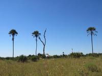 Fahrt mit den Mokoros im Okawango-Delta - Pause auf einer Insel - Spaziergang durch den Busch - Makalana-Palme &ndash; &copy; Annette Weise (Eberhardt TRAVEL)