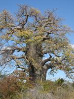 Fahrt nach Nata - Pause in der Planet Baobab Lodge - tausendjähriger Baobab &ndash; &copy; Annette Weise (Eberhardt TRAVEL)