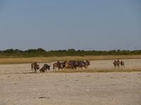 Pirschfahrt in der Sowa Pfanne - Gnus &ndash; &copy; Annette Weise (Eberhardt TRAVEL)