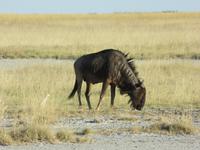 Pirschfahrt in der Sowa Pfanne - Gnus &ndash; &copy; Annette Weise (Eberhardt TRAVEL)
