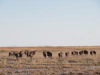 Pirschfahrt in der Sowa Pfanne - Gnus &ndash; &copy; Annette Weise (Eberhardt TRAVEL)