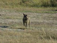 Pirschfahrt im Hwange Nationalpark - Warzenschwein &ndash; &copy; Annette Weise (Eberhardt TRAVEL)