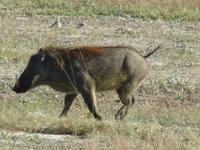 Pirschfahrt im Hwange Nationalpark - Warzenschwein &ndash; &copy; Annette Weise (Eberhardt TRAVEL)
