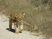 Pirschfahrt im Hwange Nationalpark - Löwen hautnah &ndash; &copy; Annette Weise (Eberhardt TRAVEL)