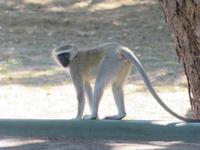 Hwange Safari Lodge - Grüne Meerkatze &ndash; &copy; Annette Weise (Eberhardt TRAVEL)