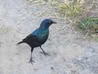 Pirschfahrt im Hwange Nationalpark - Glanzstar &ndash; &copy; Annette Weise (Eberhardt TRAVEL)