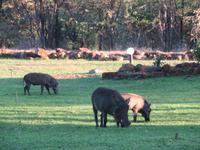 Vic Falls - A'Zambesi Lodge - Warzenschwein &ndash; &copy; Annette Weise (Eberhardt TRAVEL)