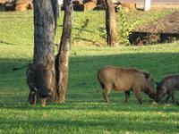 Vic Falls - A'Zambesi Lodge - Warzenschwein &ndash; &copy; Annette Weise (Eberhardt TRAVEL)