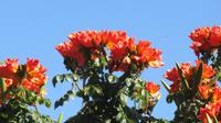Vic Falls - A'Zambesi Lodge - Afrikanischer Tulpenbaum &ndash; &copy; Annette Weise (Eberhardt TRAVEL)