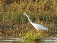 Vic Falls - Bootsfahrt auf dem Sambesi  - Silberreiher &ndash; &copy; Annette Weise (Eberhardt TRAVEL)