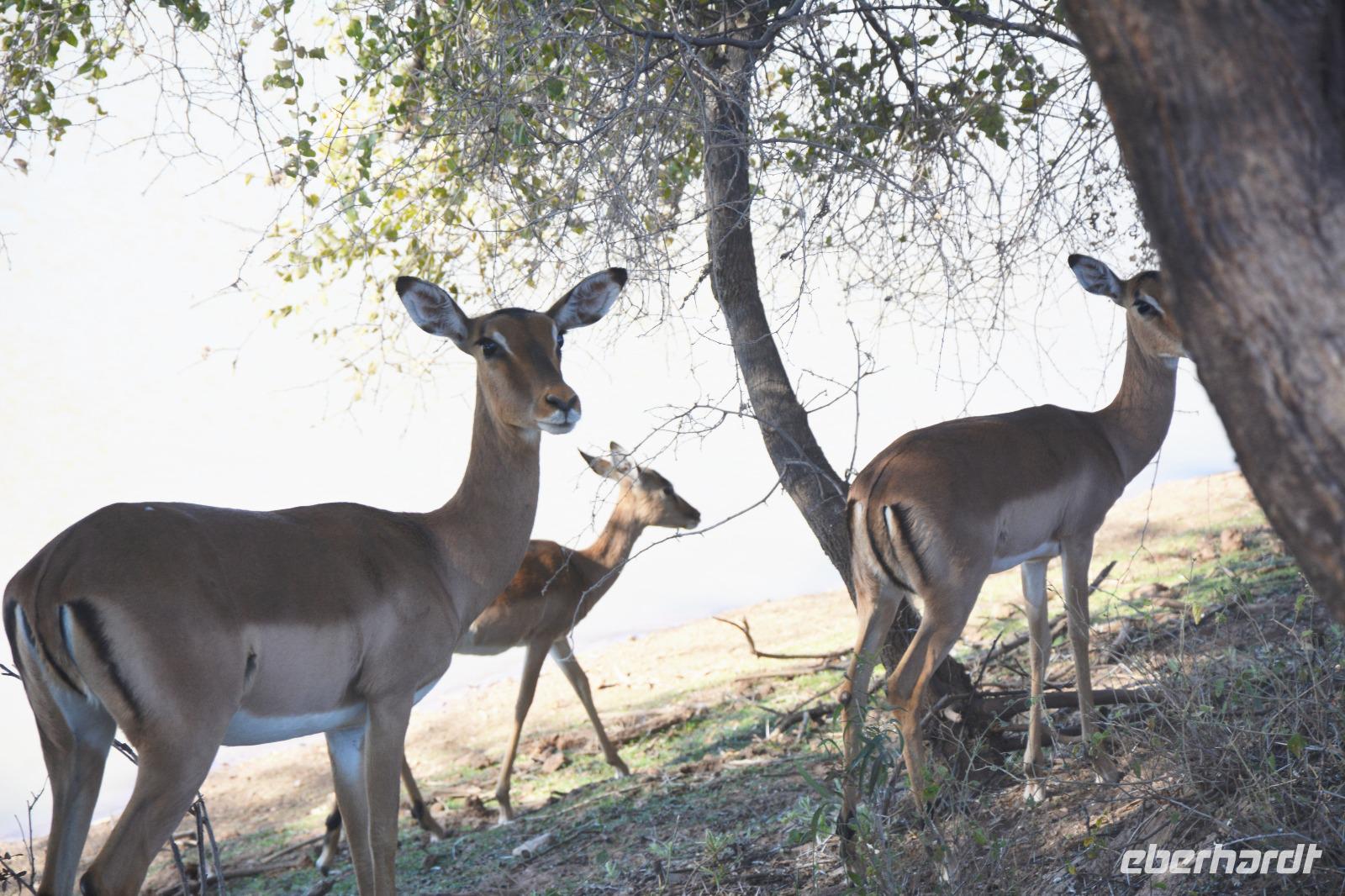 Impalas &ndash; &copy; Maria Schneider (Eberhardt TRAVEL)