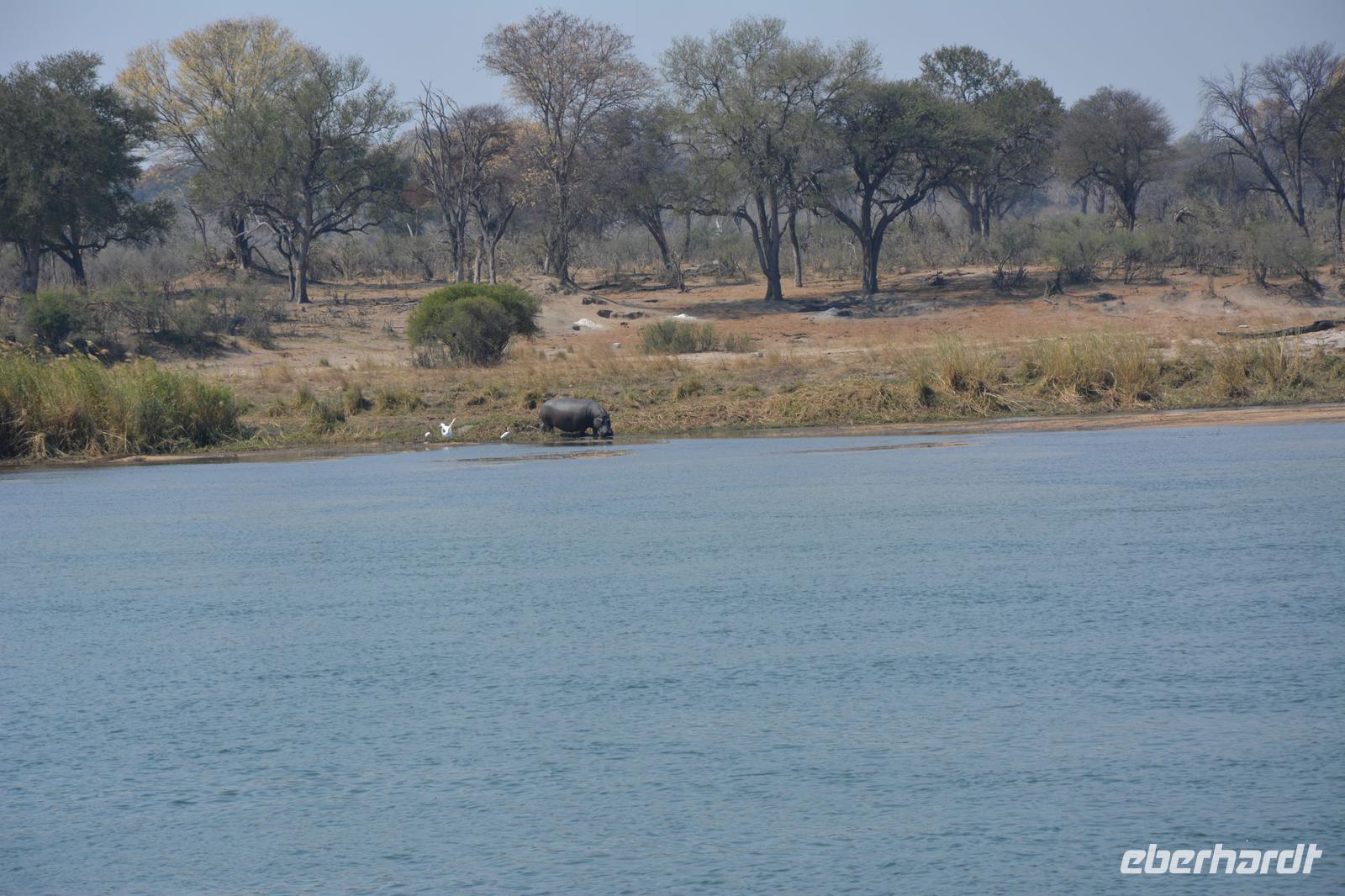 Flusspferd am Okawango  &ndash; &copy; Maria Schneider (Eberhardt TRAVEL)
