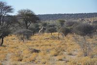 Giraffe Pirschafhrt Mt. Etjo &ndash; &copy; Maria Schneider (Eberhardt TRAVEL)