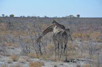 Giraffen &ndash; &copy; Maria Schneider (Eberhardt TRAVEL)