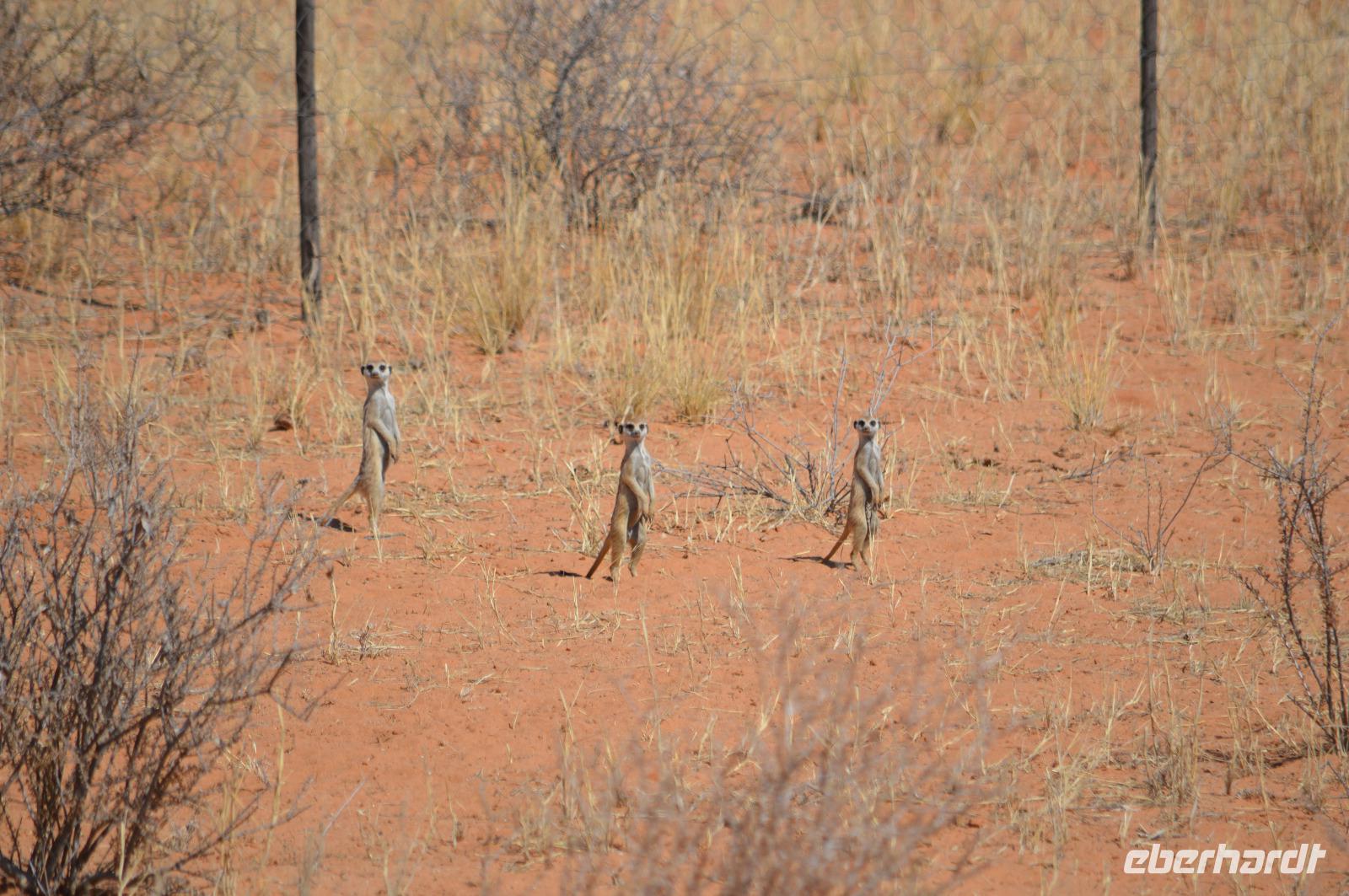 erdmännchen &ndash; &copy; Hubert Lücker (Eberhardt TRAVEL)