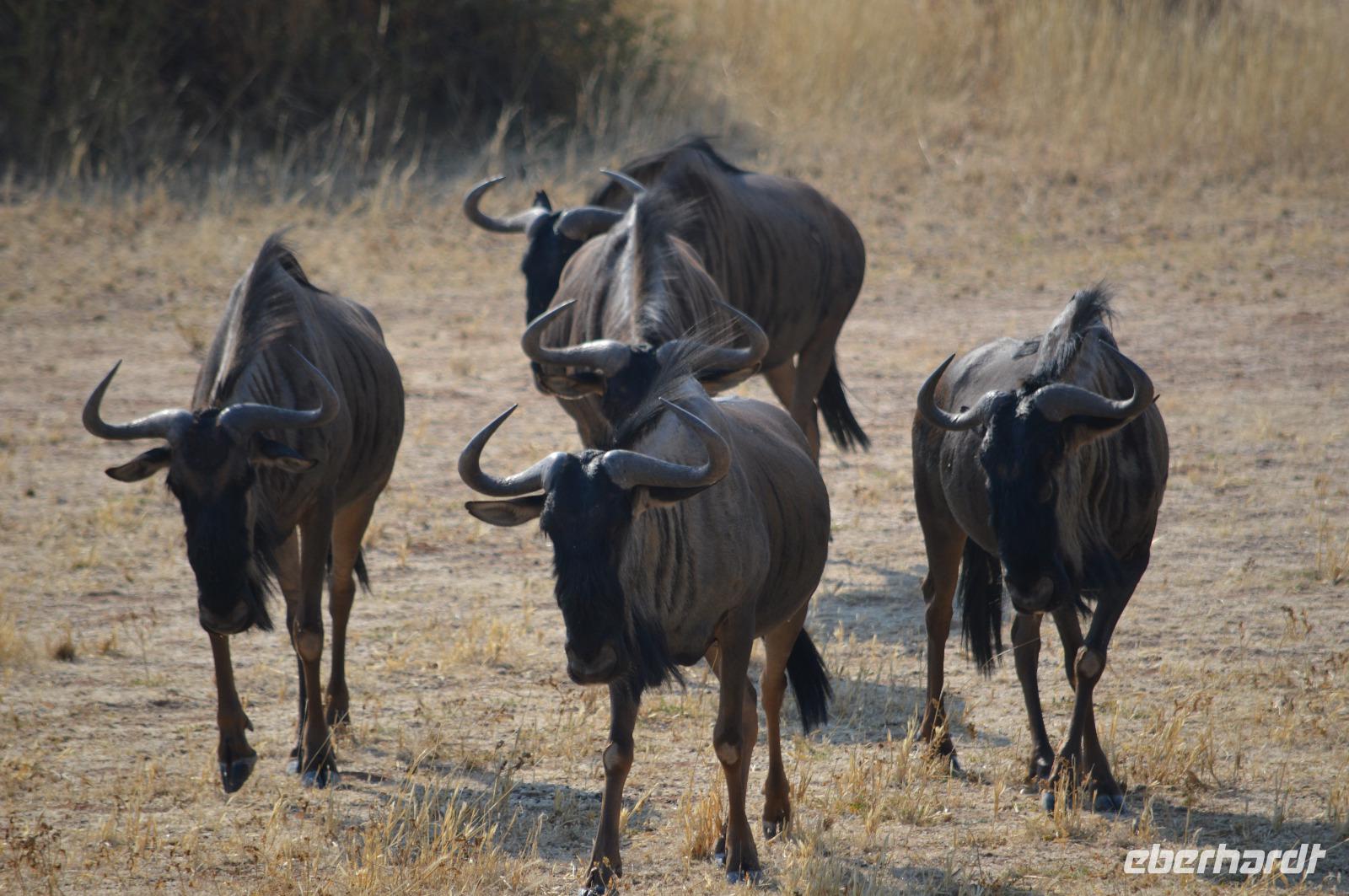 Gnu &ndash; &copy; Hubert Lücker (Eberhardt TRAVEL)