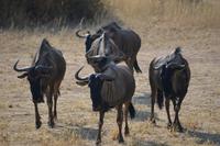 Gnu &ndash; &copy; Hubert Lücker (Eberhardt TRAVEL)