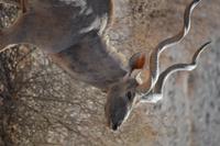 Kudu &ndash; &copy; Hubert Lücker (Eberhardt TRAVEL)