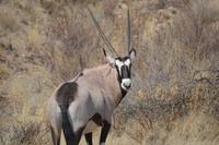 Oryx Antilope &ndash; &copy; Hubert Lücker (Eberhardt TRAVEL)