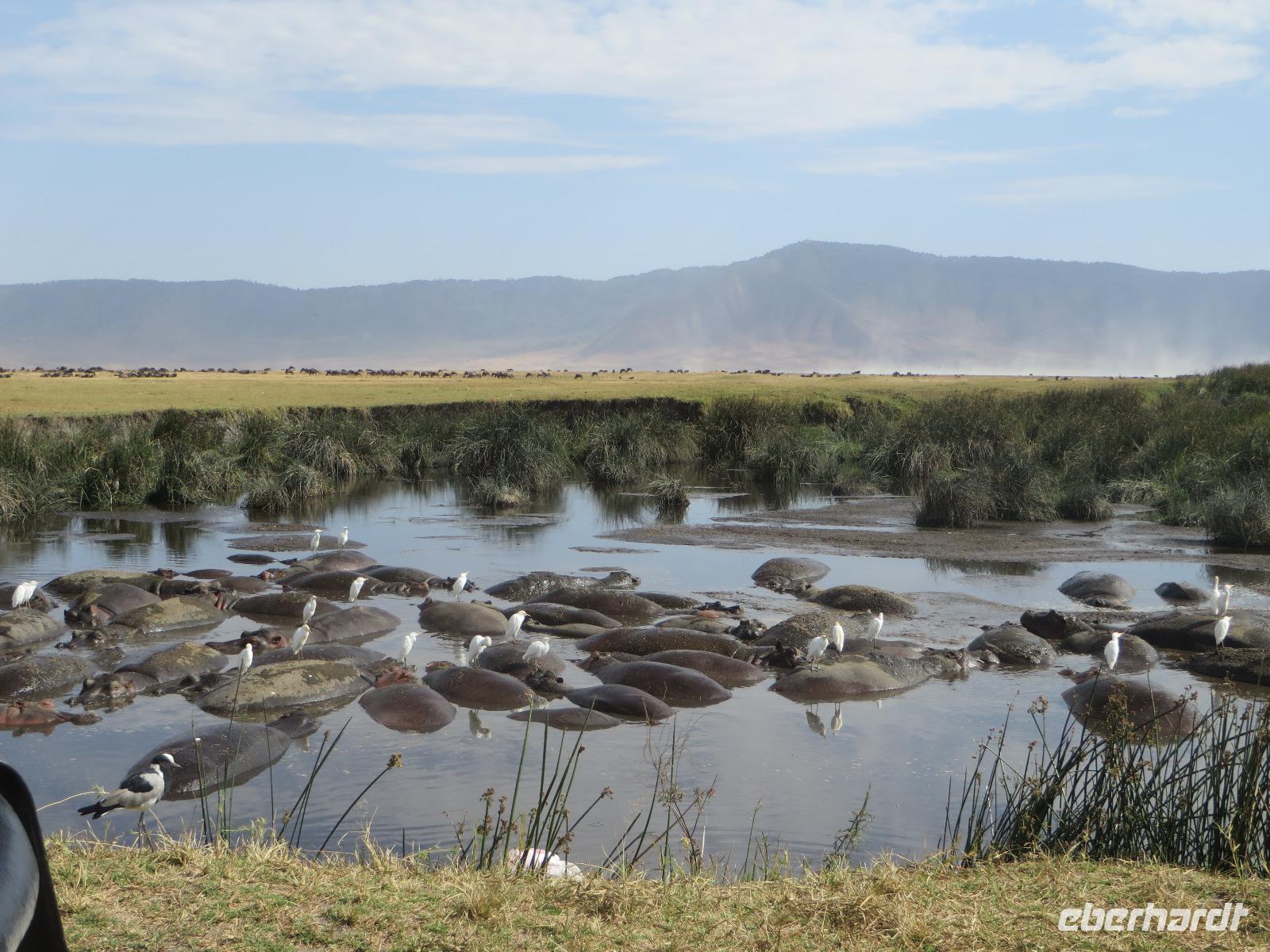 Flusspferde im Hippo Pool und Kuhreiher, Ngorogoro Krater &ndash; &copy; Wiebke Lücker (Eberhardt TRAVEL)