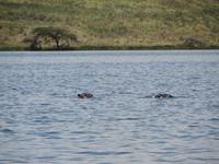 Flusspferde im kleinen Momellasee &ndash; &copy; Wiebke Lücker (Eberhardt TRAVEL)