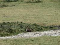 Wasserbock  &ndash; &copy; Wiebke Lücker (Eberhardt TRAVEL)