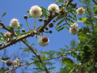 Blüten der Akazie &ndash; &copy; Wiebke Lücker (Eberhardt TRAVEL)