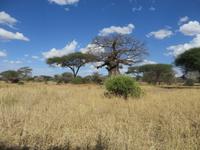 Tarangire Nationalpark &ndash; &copy; Wiebke Lücker (Eberhardt TRAVEL)