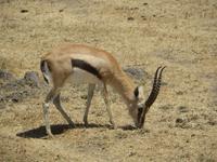 Thomsongazelle, Ngorogoro Krater &ndash; &copy; Wiebke Lücker (Eberhardt TRAVEL)
