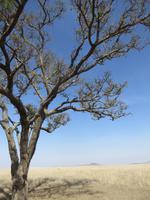 Serengeti, die 