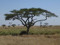 Serengeti, die 