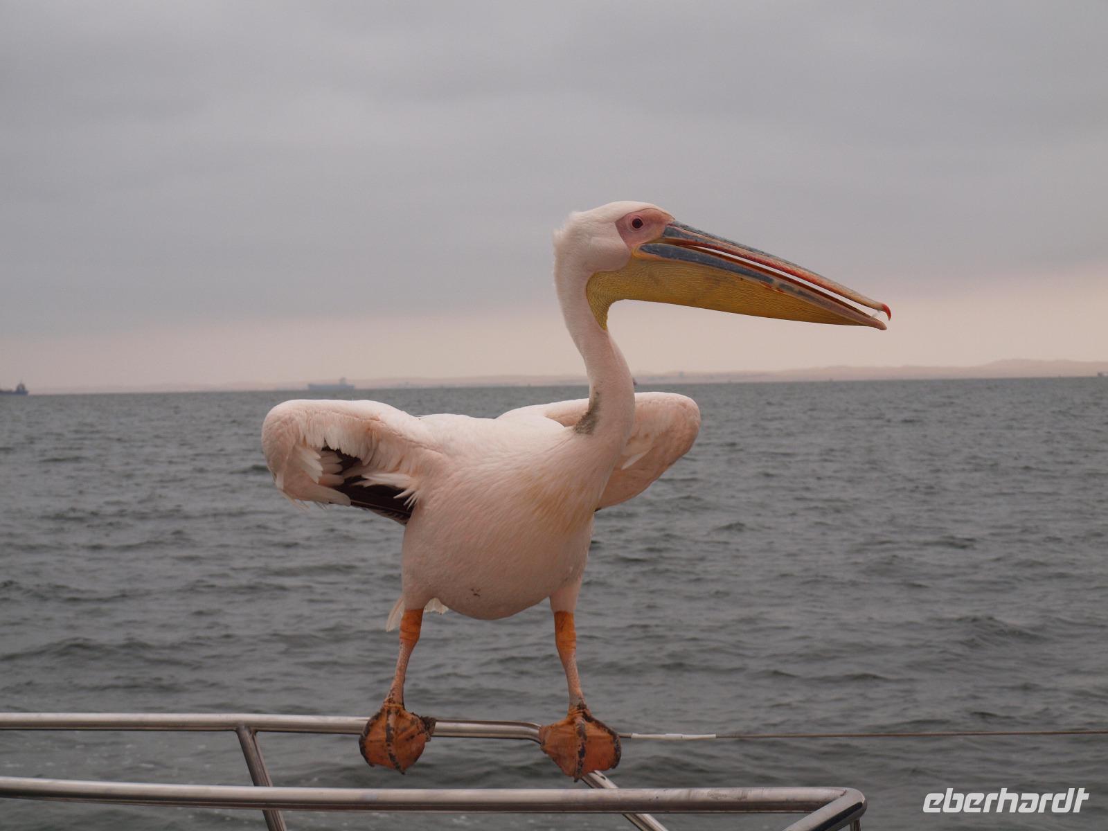 Bootstour Walvisbay - Pelikan &ndash; &copy; Juliane Voigt (Eberhardt TRAVEL)